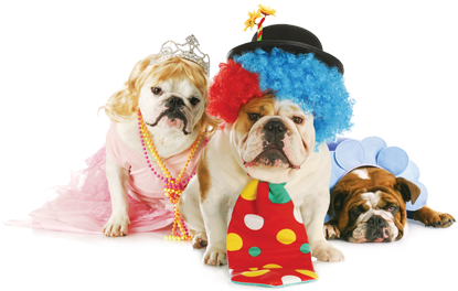 Bulldog Party