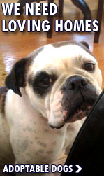 See Dogs Available For Adoption