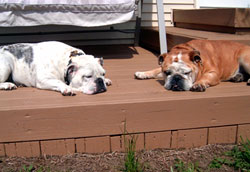 Adopted Bulldog