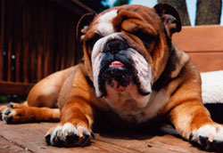Adopted Bulldog