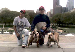 Adopted Bulldog