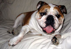 Adopted Bulldog