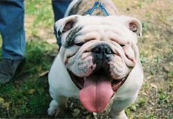 Rescued Bulldog