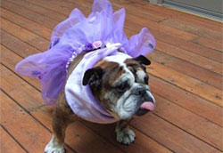 Bulldog Costume Contest