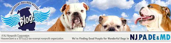 HeavenSent Bulldog Rescue Blog