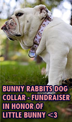 Fundraiser in honor of Bunny