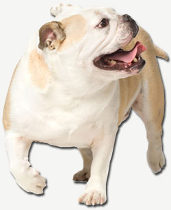 Bulldog Picture