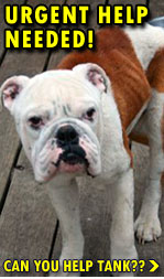 Tank is a Bulldog that needs serious medical help.