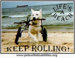 Pets With Disabilities