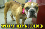 MINNIE NEEDS YOUR HELP!