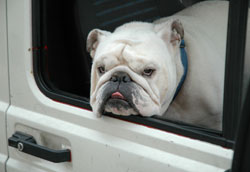 Happy Re-homed Bulldog